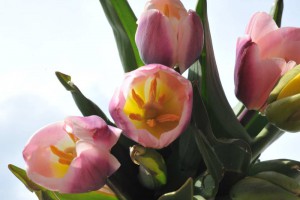 Hier sind die Tulpen.