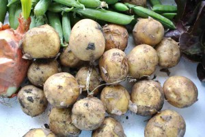 Frühkartoffeln „Solist“ aus der Region. Aufgrund spezieller Speisegewohnheiten haben wir besonders kleine Kartoffeln aussortiert.