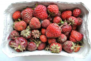 Hier ein Zoom auf die Erdbeeren.